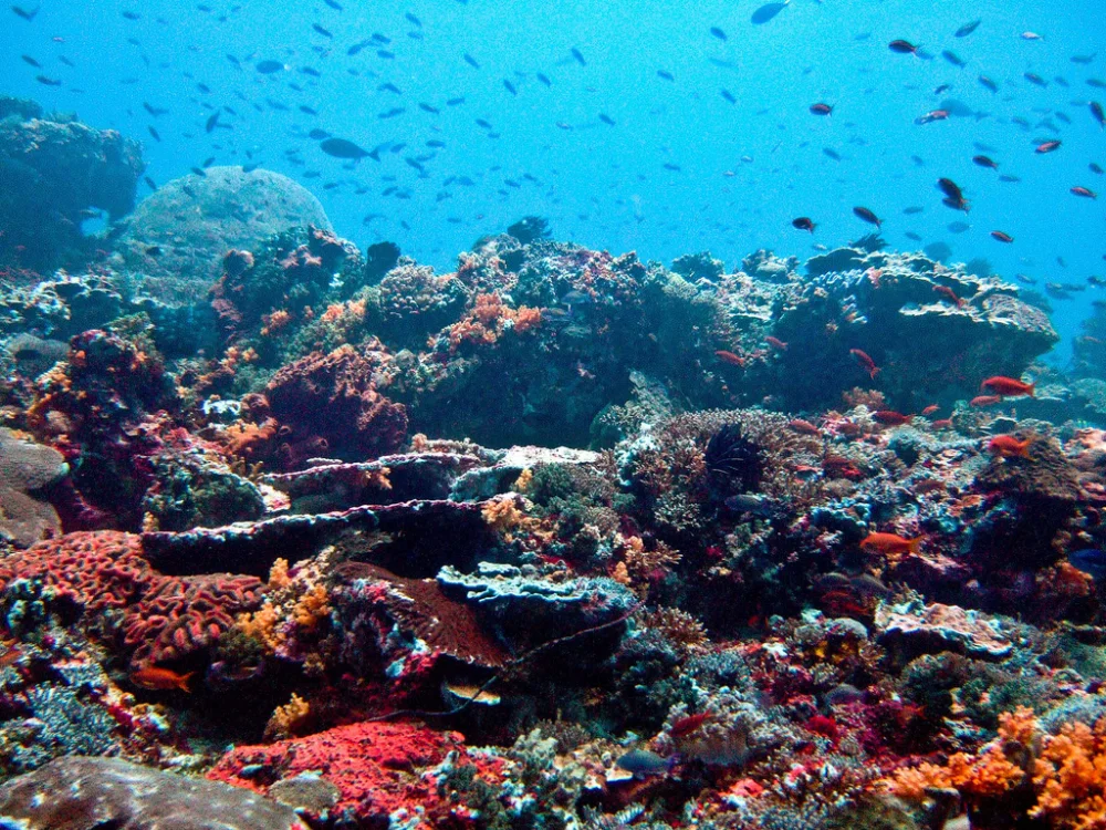 Paket Tur Snorkeling Blue Lagoon foto 2