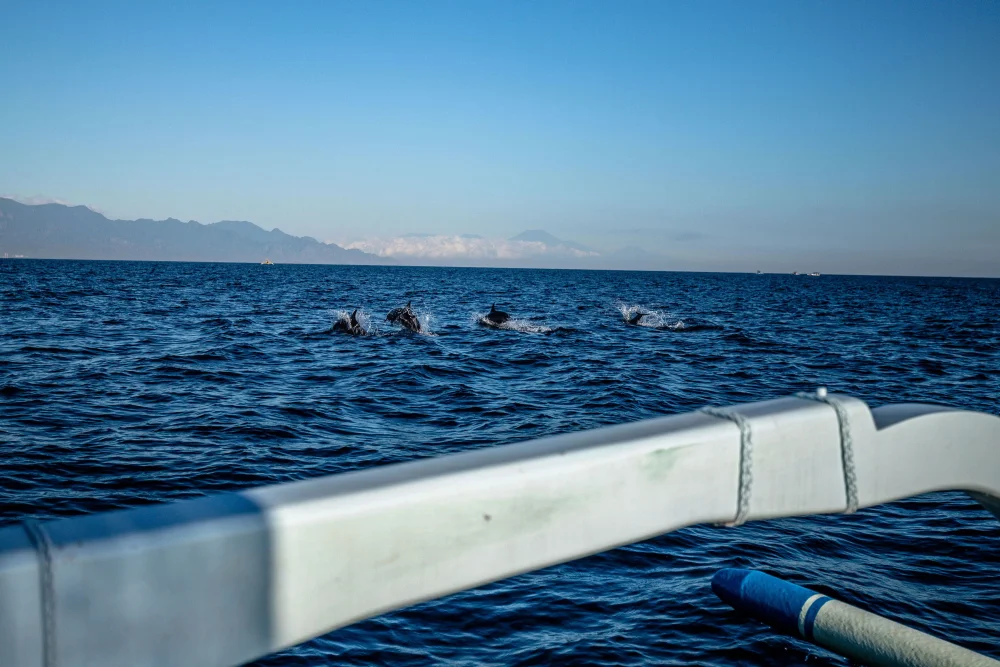 Paket Dolphin Watching Lovina